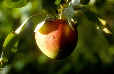 Apfelbäume [Malus domestica] | Der Bio-Gärtner