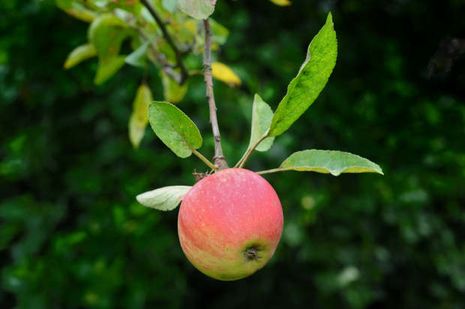 Apfelbäume [Malus domestica] | Der Bio-Gärtner