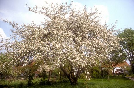 domestica] Apfelbäume [Malus | Der Bio-Gärtner