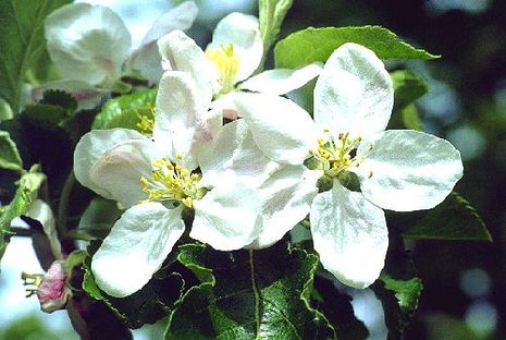 Malus domestica Jonagold Malus domestica Jonagold