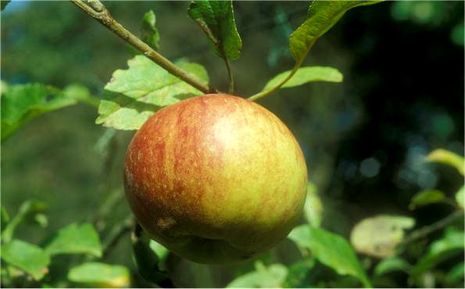 Malus domestica Elstar