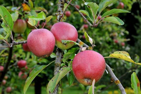 Apfelbäume [Malus domestica] | Der Bio-Gärtner