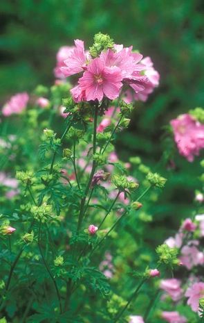 Malva alcea