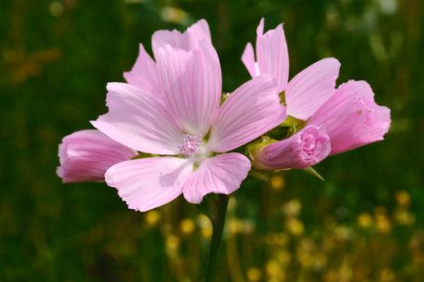 Malva moschata Binsenmalve