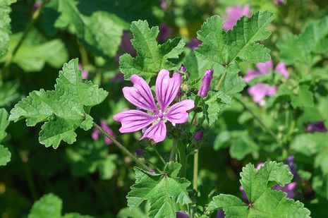 Malva sylvestris, wilde Malve