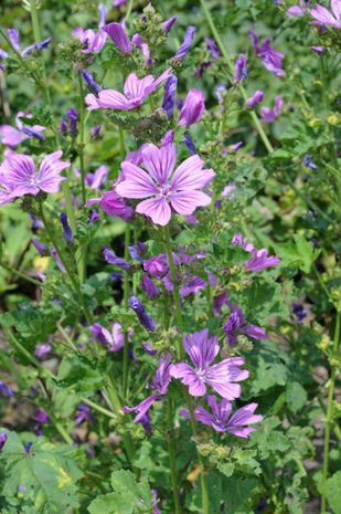 Malva silvestris, Malve