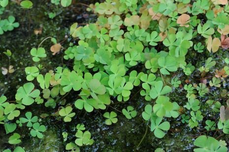 Marsilea quadrifolia, Vierblättriger Kleefarn