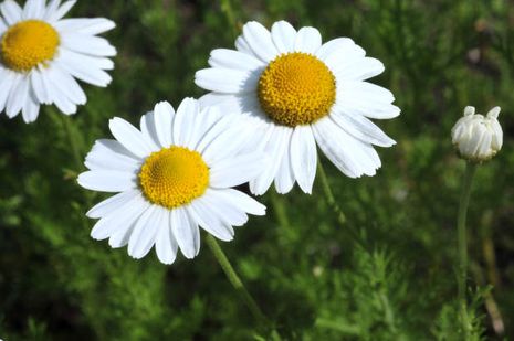 Matricaria chamomilla, auch Chamomilla recutita, echte Kamille