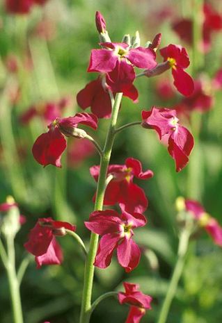 Matthiola incana, Levkoje