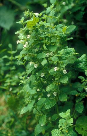 Melissa officinalis, Zitronenmelisse