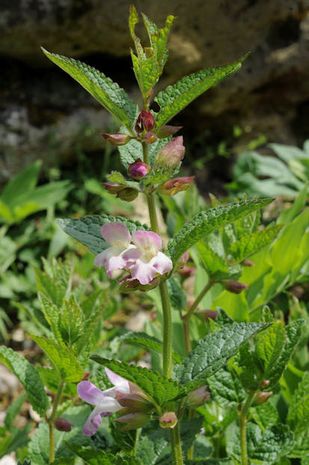 Mellitis melissophyllum , Immenblatt