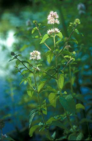 Mentha aquatica, Wasserminze