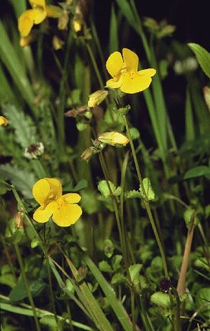 Mimilus guttatus, Gauklerblume