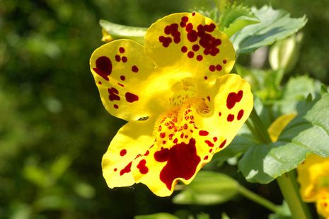 Mimulus, Gauklerblume