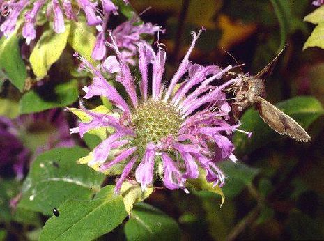 Monarda didyma, Goldmelisse, Scharlach-Bergamotte, Goldmelisse