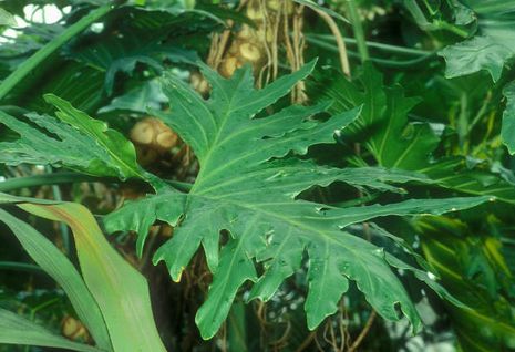 Monstera deliciosa, Fensterblatt