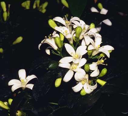 Murraya paniculata, Orangenraute