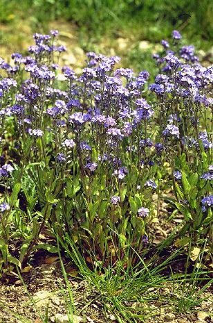 Myosotis alpestris Alpen-Vergissmeinnicht