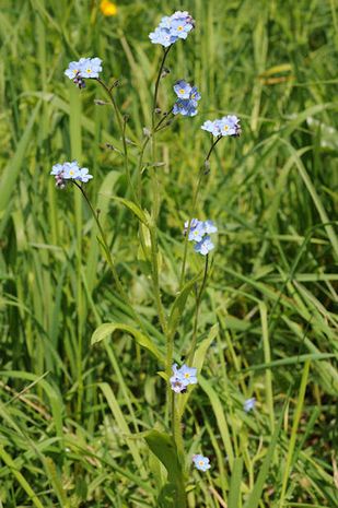 Myosotis sylvatica. Heimisches Wald-Vergissmeinnicht