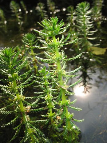 Myriophyllum verticillatum, Tausendblatt