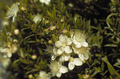 Myrtus communis, Myrte