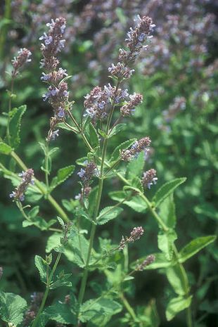 Nepeta longipes, Katzenminze