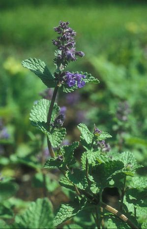 Nepeta faassenii,Katzenminze