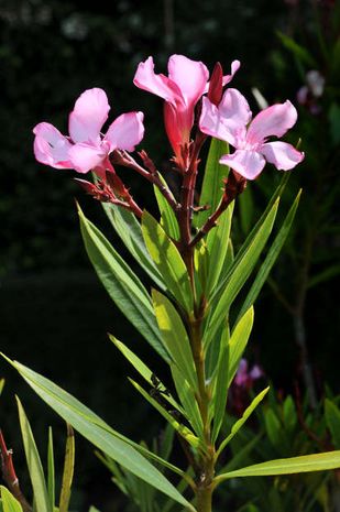 Nerium oleander, Oleander