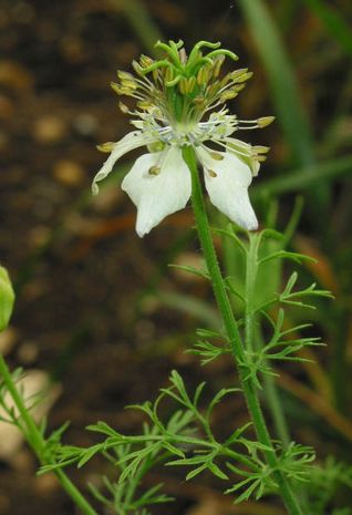 Nigella sativa, Schwarzkümmel