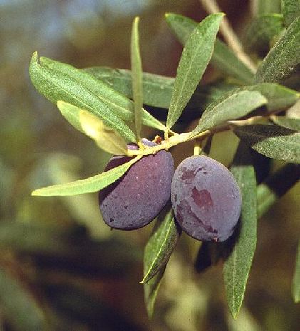Olea europaea Olivengewächs