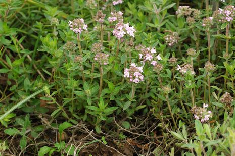 Origanum onites, französisches Majoran