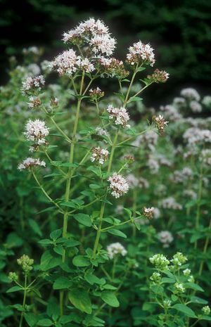 Origanum vulgare, Dost