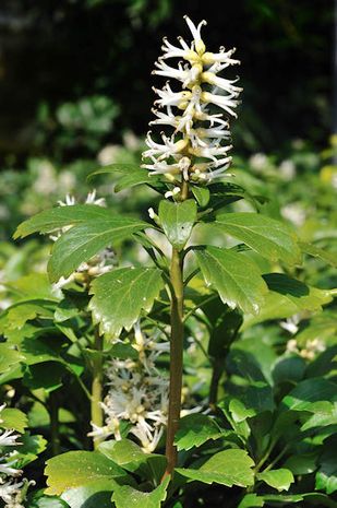 Dickmännchen [Pachysandra terminalis] | Der Bio-Gärtner