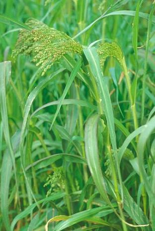 Panicum virgatum, Zierhirse