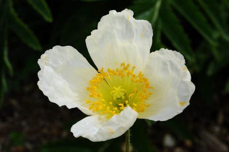 Papaver anomalum, Chinamohn