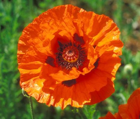 Papaver bracteatum, Mohn