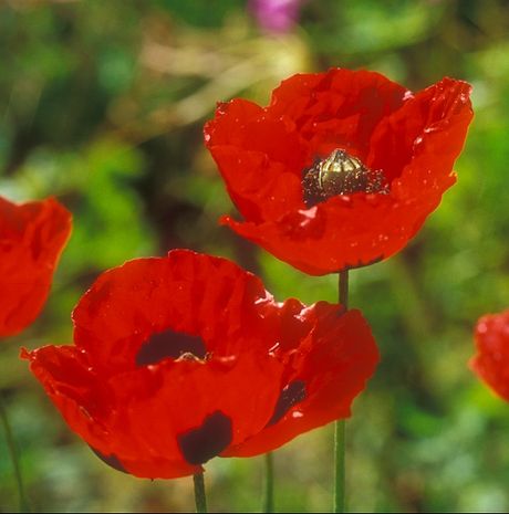 Papaver commutatum, Mohn