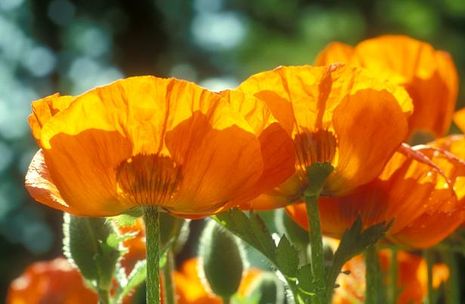 Papaver nucicaule, Islandmohn