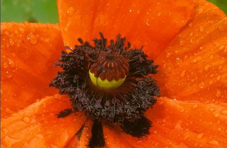 Papaver orientale, Tuerkenmohn 