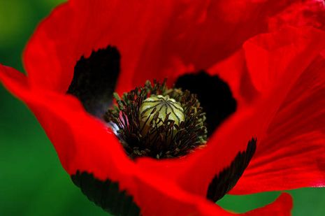 Papaver rhoeas, Einjähriger Klatschmohn