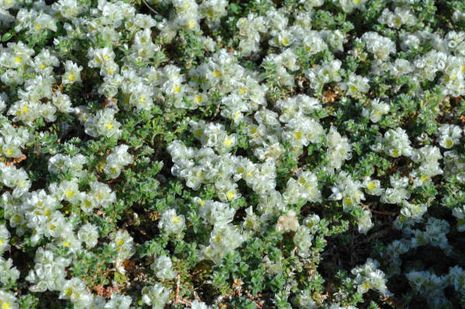 Paronychia kapela ssp. serpyllifolia, Mauermiere