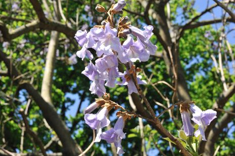 Paulownia tomentosa,Blauglockenbaum