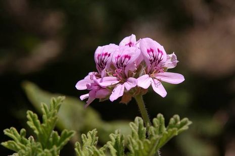 Pelargonie