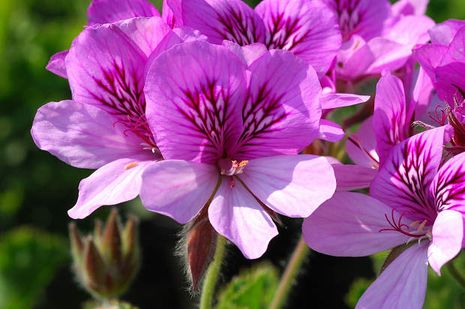 Pelargonium Hybride