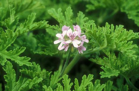 Pelargonie