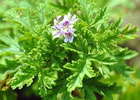 Pelargonium odoratissimum