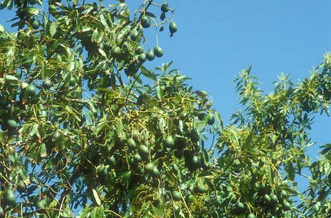 Avocado-Baum, Persea gratissima