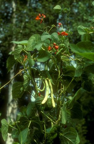Phaseolus coccineus, Feuerbohnen