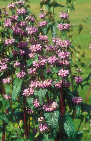 Phlomis tuberosa, Goldquirl