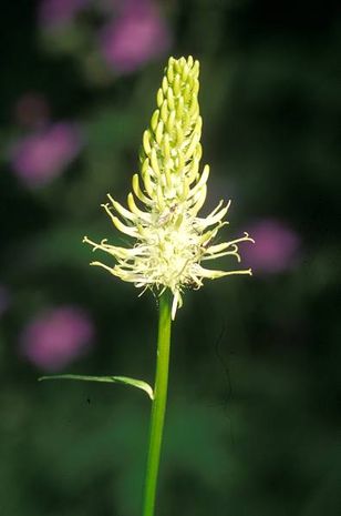 Phyteuma spicatum, Teufelskralle